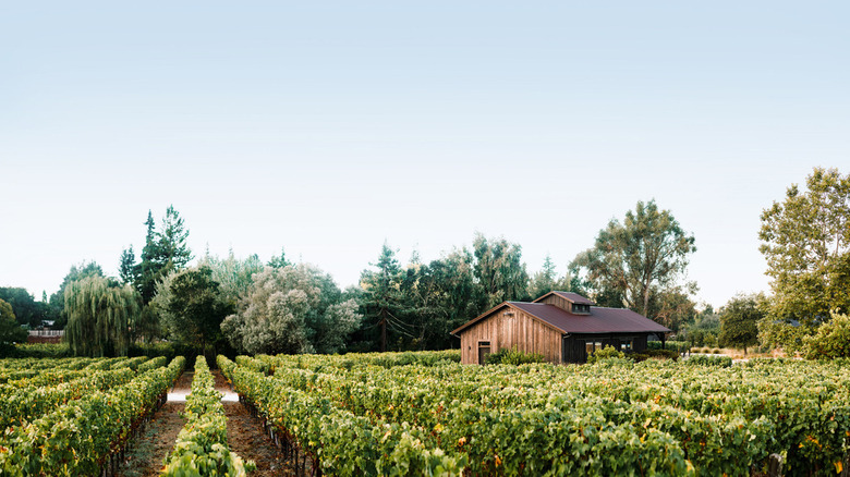 The vineyards at Aileron Estates 