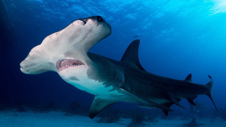 Great hammerhead shark side view