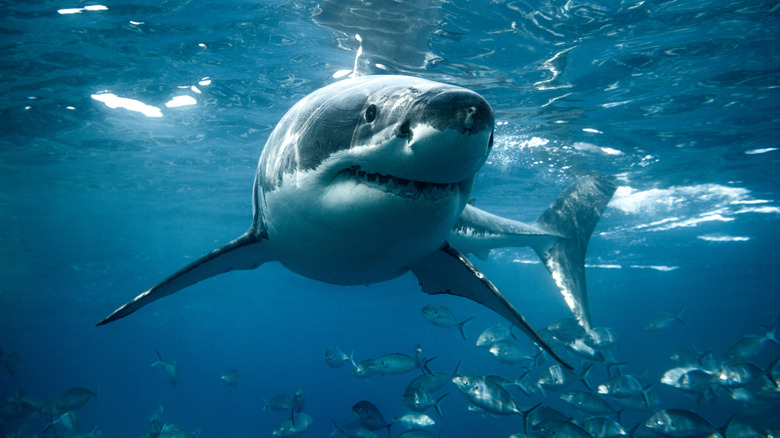 great white shark with fish