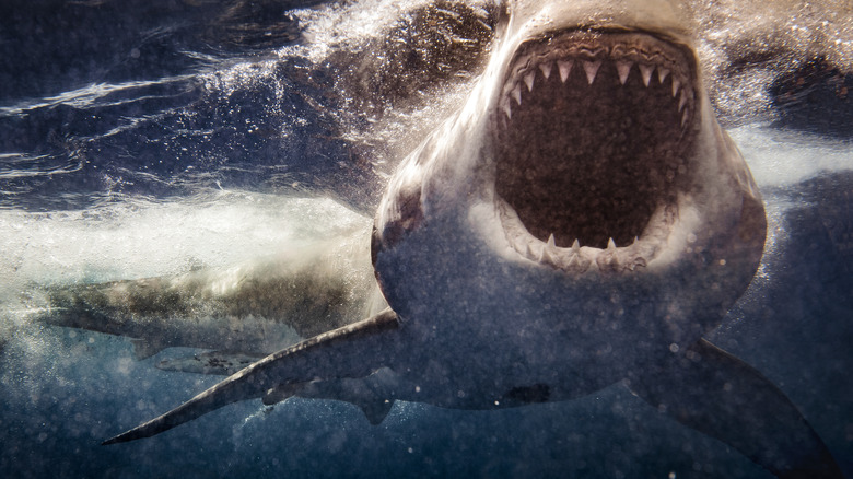 Great white shark attacking
