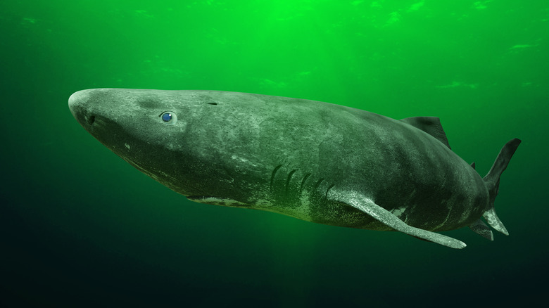 Greenland shark in green water