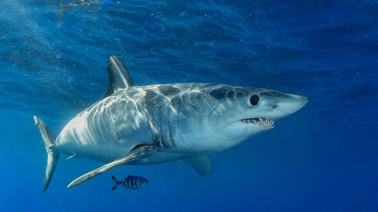 shortfin mako with pilot fish