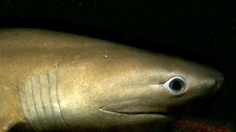 sixgill shark close up 