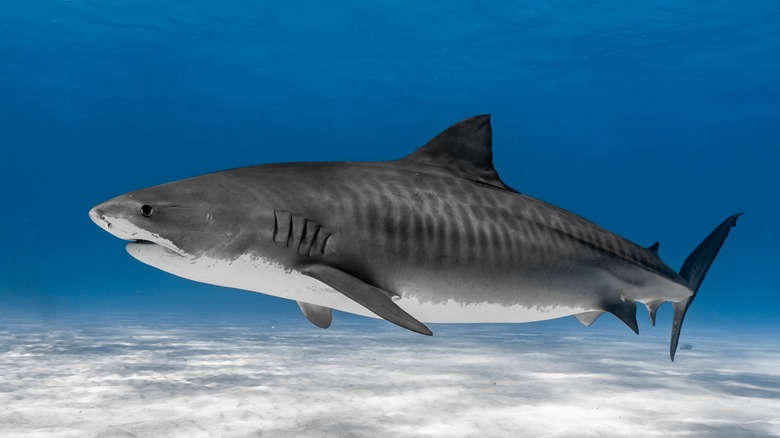 large tiger shark swimming 