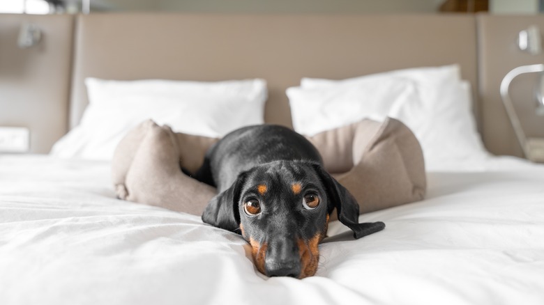 dog in comfortable hotel bed