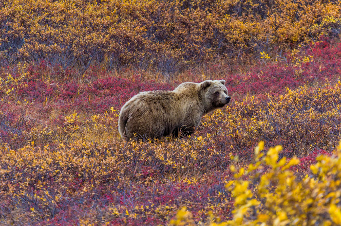 denali national park reasons to visit