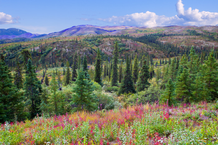 denali national park reasons to visit