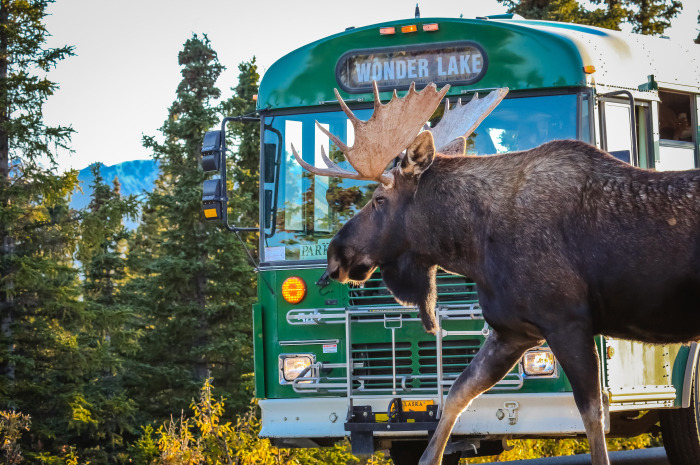 denali national park reasons to visit