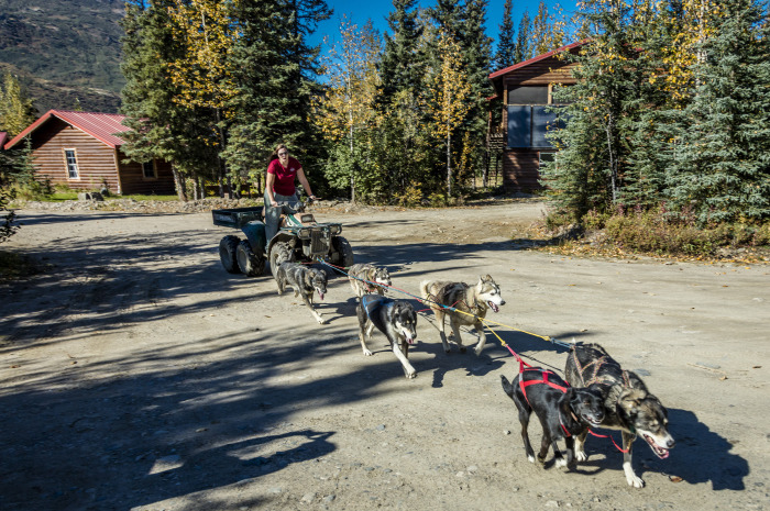 denali national park reasons to visit