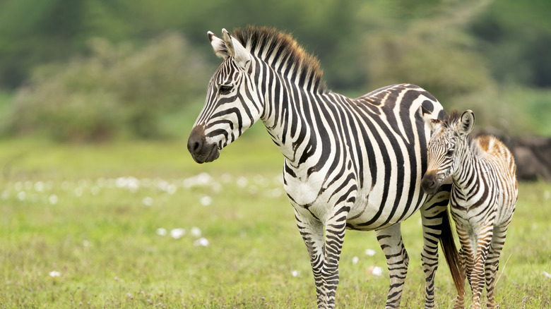 Zebras standing on grass