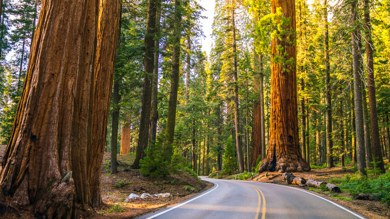 Sequoia National Park road