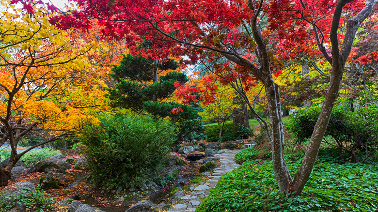 Vibrant fall colors in Ashland