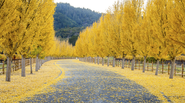 yellow trees on roadway