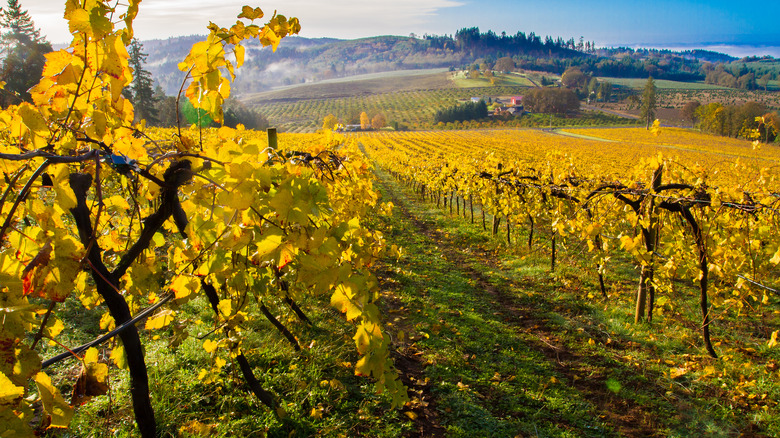 golden leaves in a vineyard