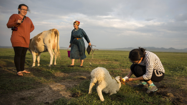 Tourists with farm animals and woman