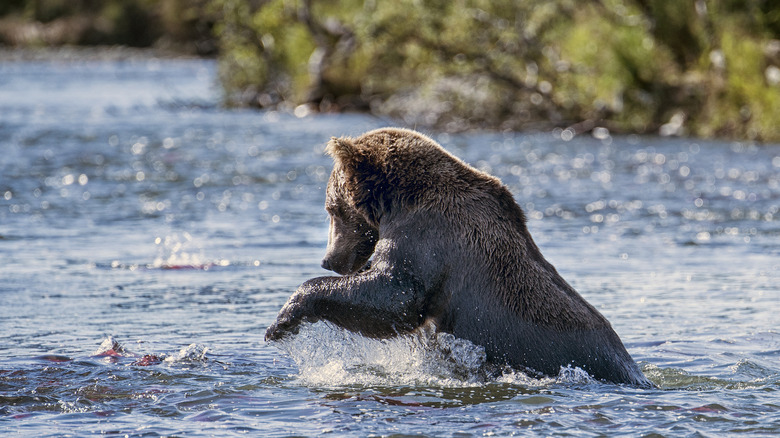 Alaskan bear fishing