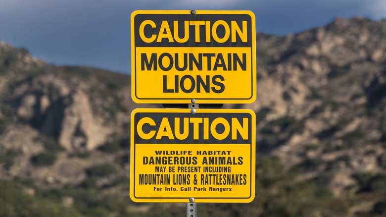 Caution mountain lion sign