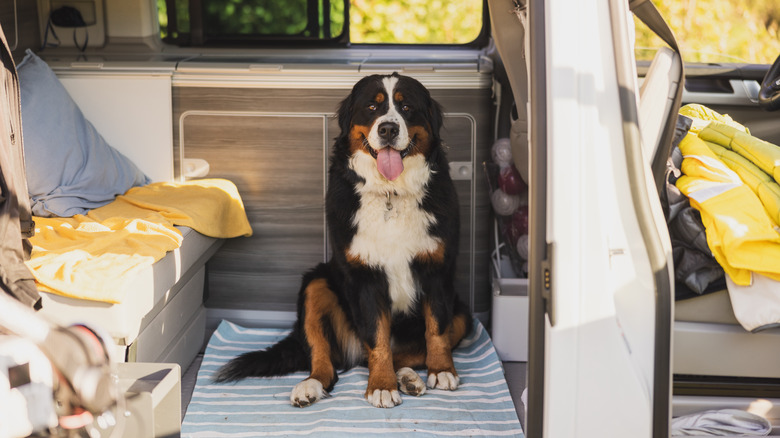 Dog In camper van