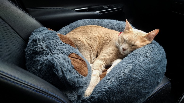 Cat in car seat