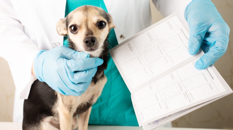 Dog with vet passport