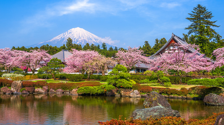 Cherry blossom trees and Mount Fuji