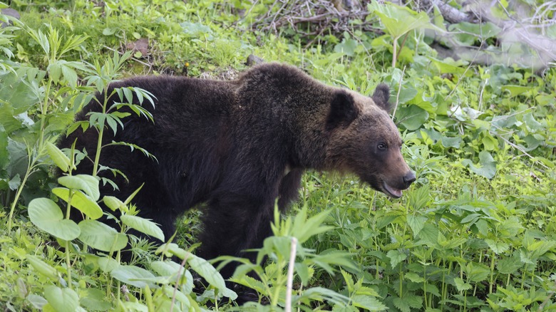 Brown bear in Japan