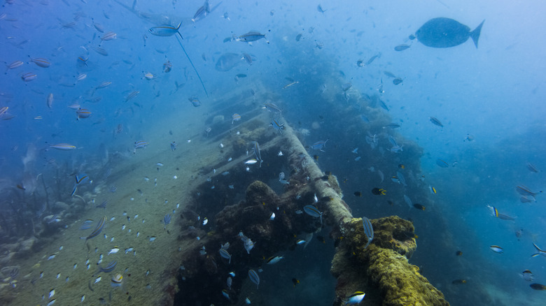 Fish by sunken boat