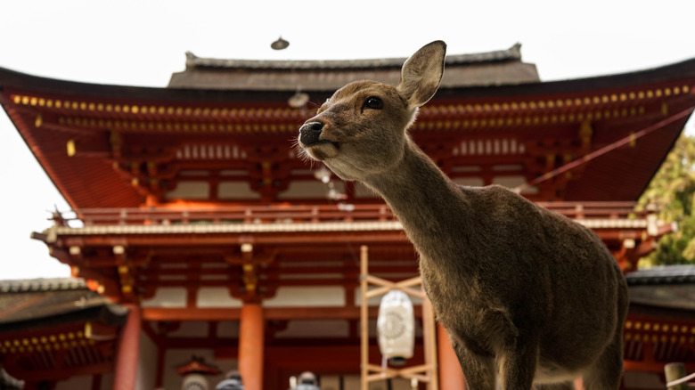 sacred deer of Nara