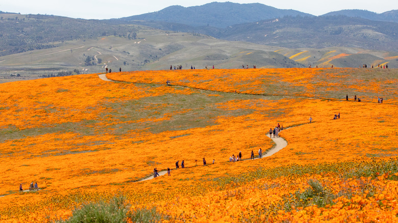 field of orange California poppies