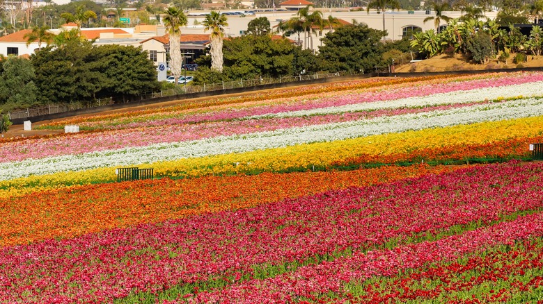multicolored tulip field