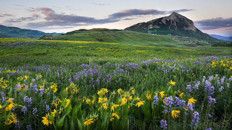 yellow and blue flowers 