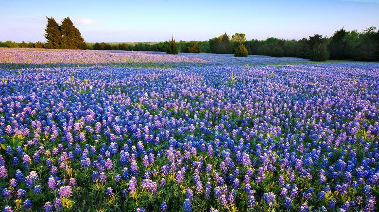 bluebonnet fields in Texas
