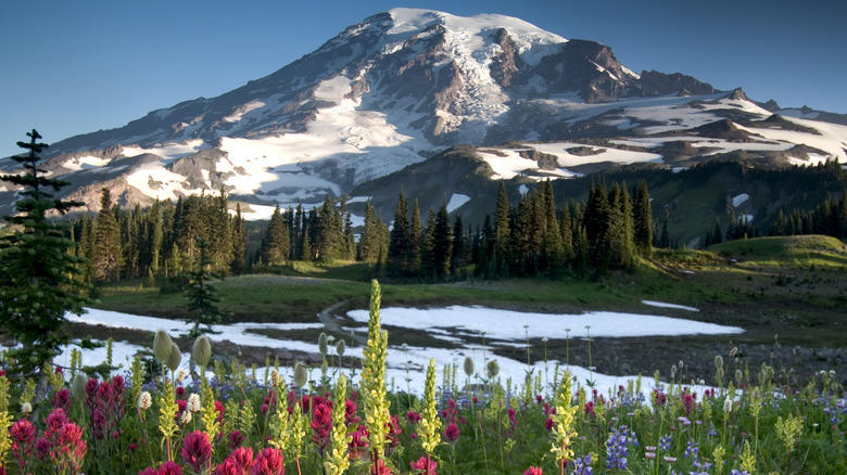 wildflowers by Mount Rainier