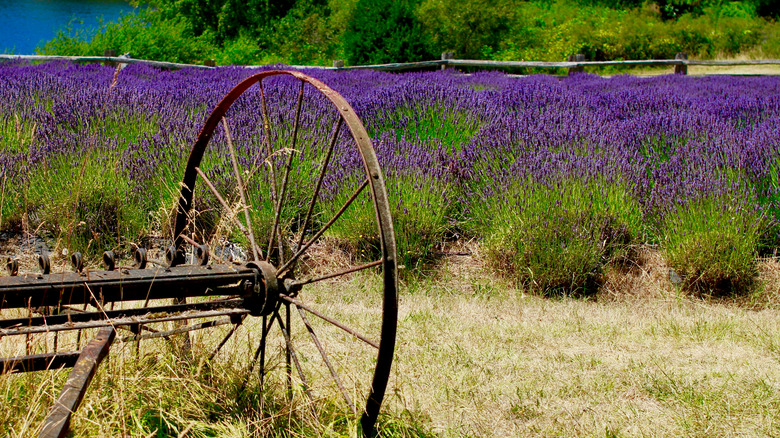 purple lavender farm 