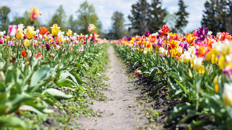 row of colorful tulips
