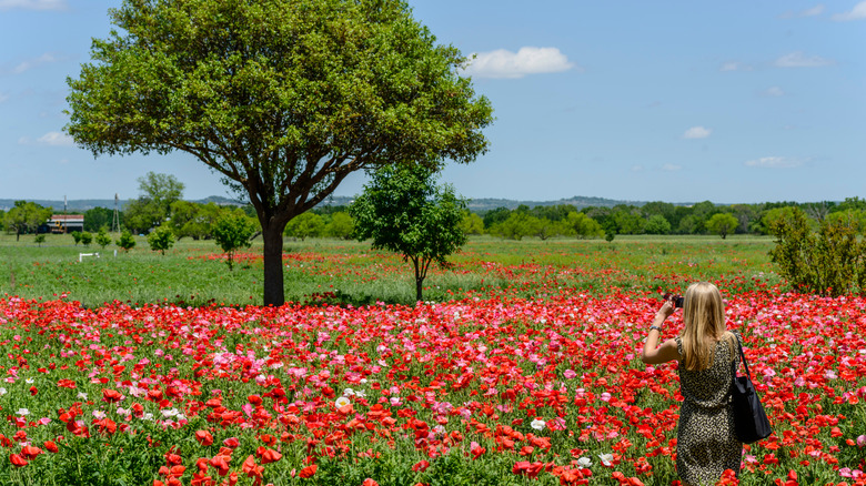 girl taking photo of flowers