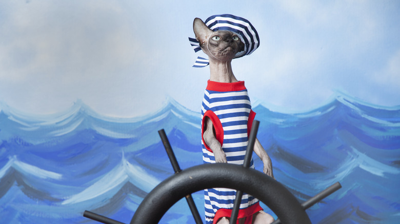Sphinx cat dressed in sailor clothes, standing behind ship's wheel