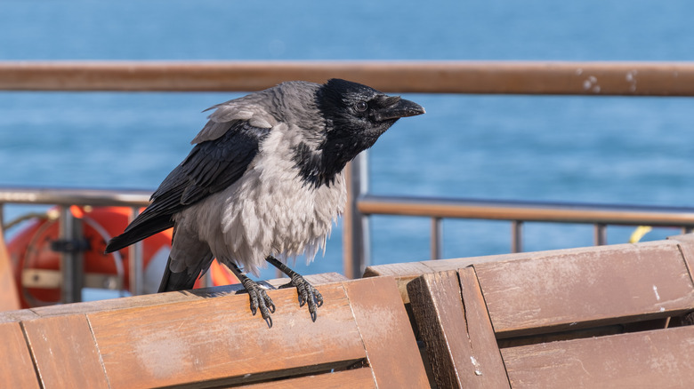 A raven perched on chairs on a ship's deck