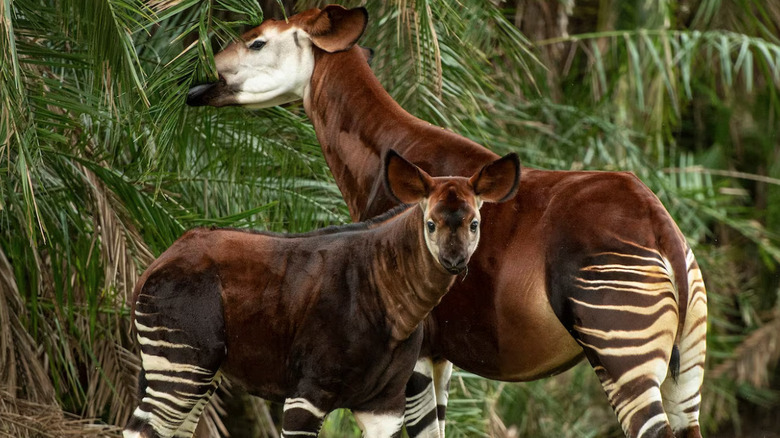 Two resident okapis at Disney