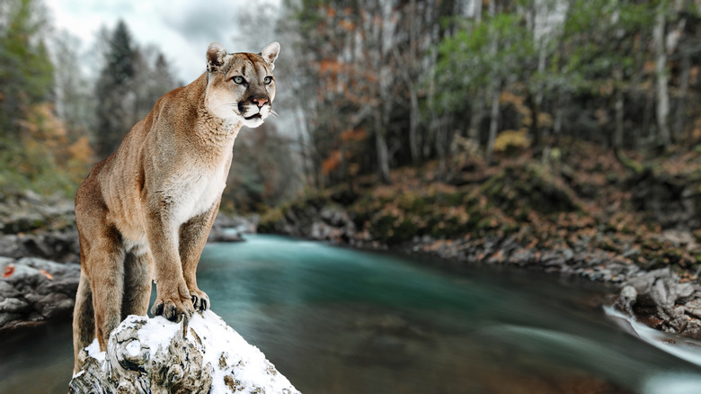 Cougar on a rock