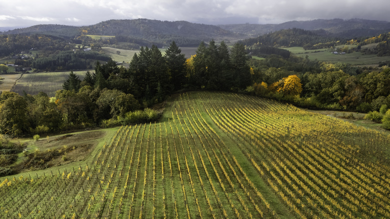 Vineyard in Willamette Valley, Oregon