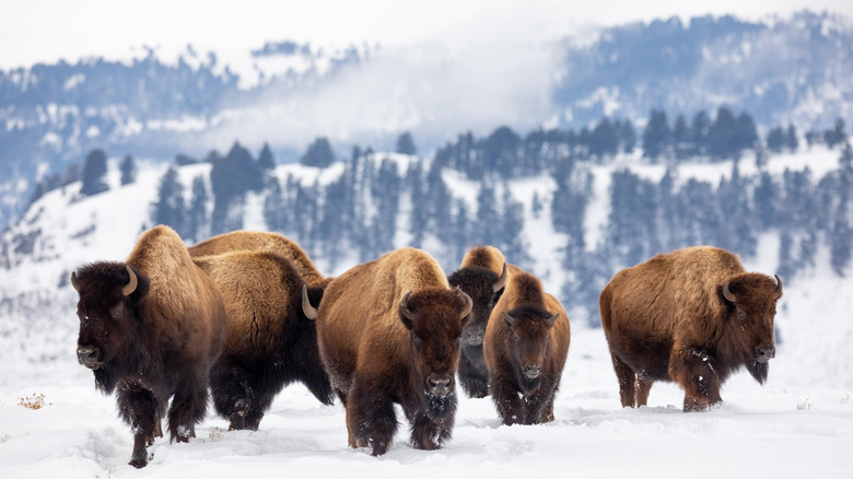 Bison at Yellowstone in winter