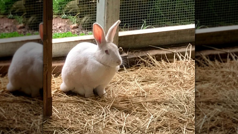 Rabbit in pen