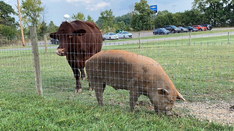 Cow and pig