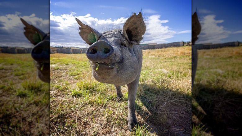 Pig on pasture