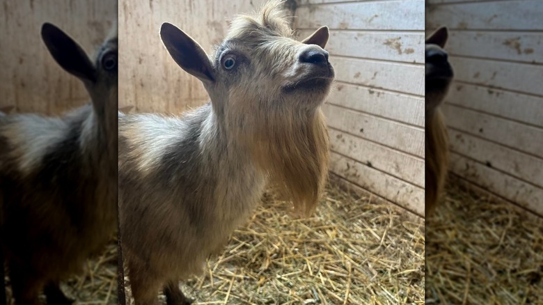 Silver nigerian dwarf goat 