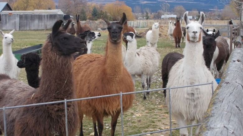 llamas and alpacas