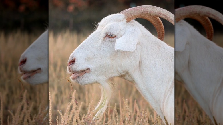 Horned goat