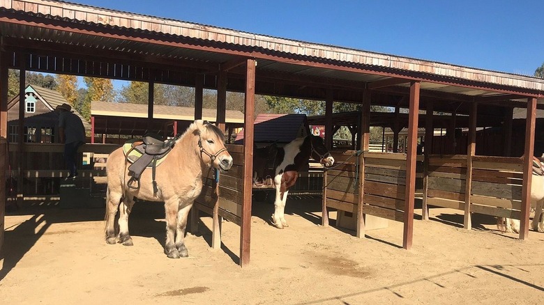 Equines resting in stable