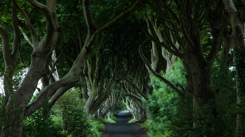 The Dark Hedges